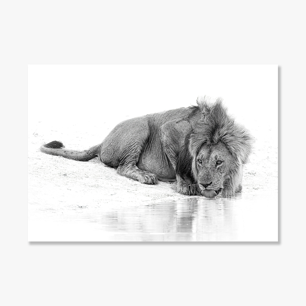 Lion No.3 Limited Print