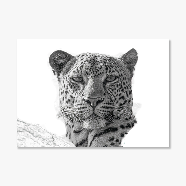 Leopard No.5 Limited Print