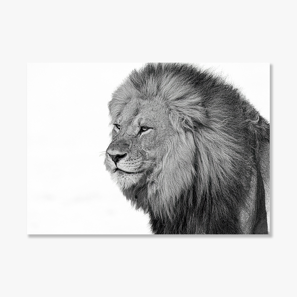 Lion No.5 Limited Print
