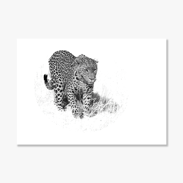 Leopard No.7 Limited Print