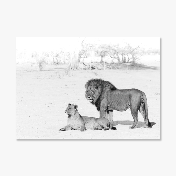Lion No.8 Limited Print