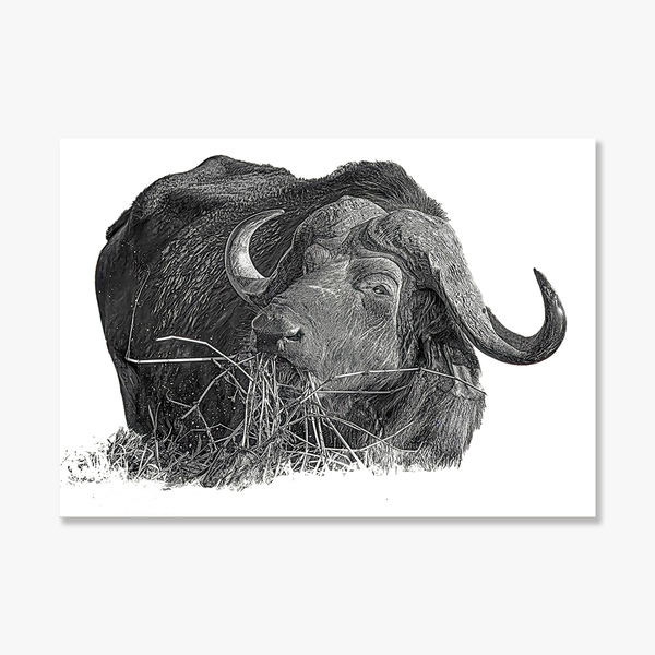 Buffalo No.2 Limited Print