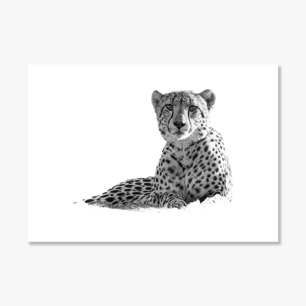 Cheetah No.2 Limited Print