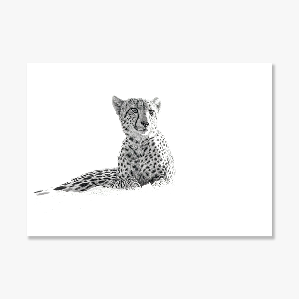 Cheetah No.1 Limited Print