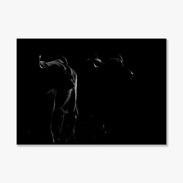 Buffalo No.1 Limited Print