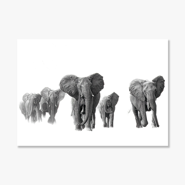 Elephant No.1 Limited Print