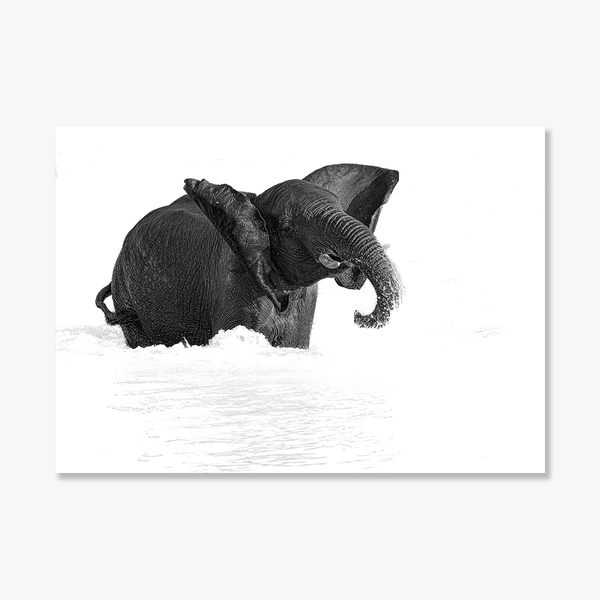 Elephant No.11 Limited Print