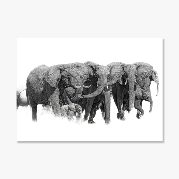 Elephant No.13 Limited Print