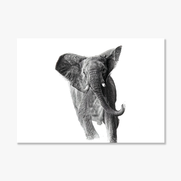 Elephant No.16 Limited Print