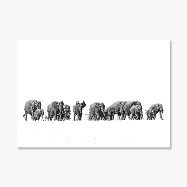 Elephant No.3 Limited Print
