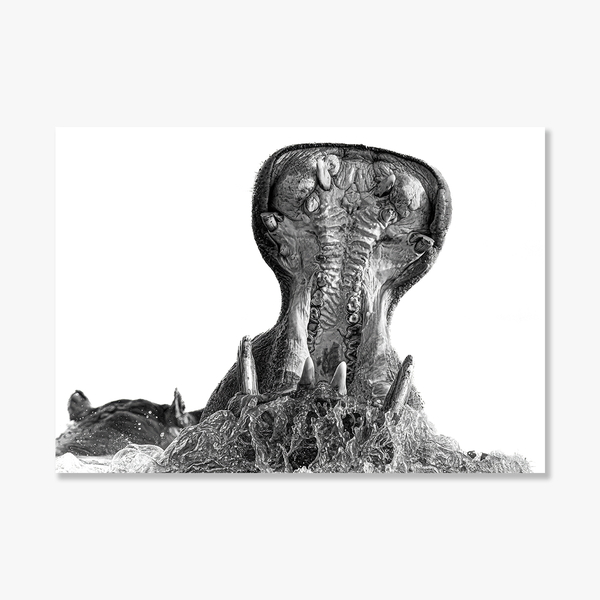 Hippo No.1 Limited Print