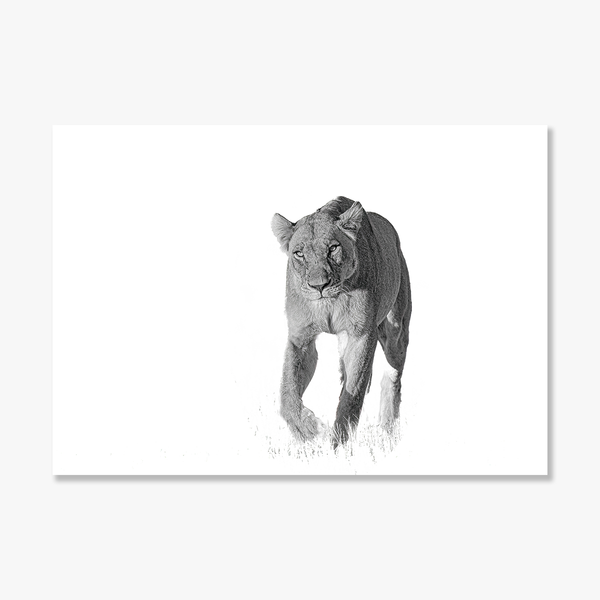Lion No.2 Limited Print