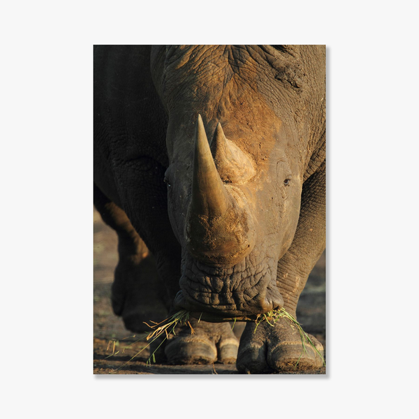 Rhino No.1 Limited Print