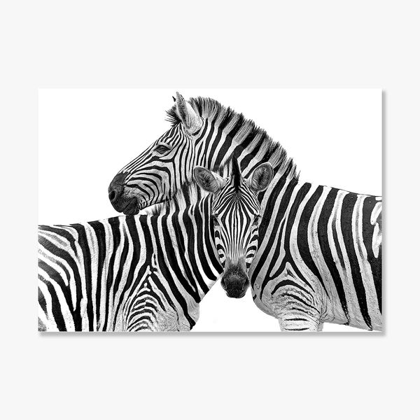 Zebra No.2 Limited Print